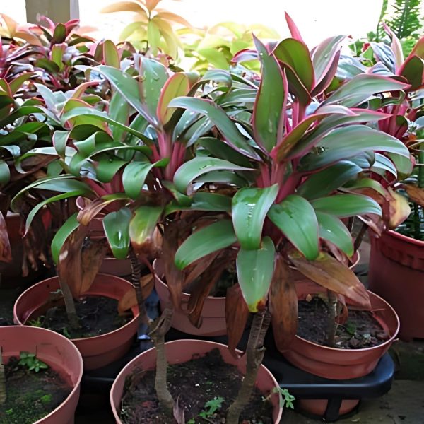 HP-CORDYLINE T. BABY TI