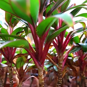 HP-CORDYLINE T. BABY TI