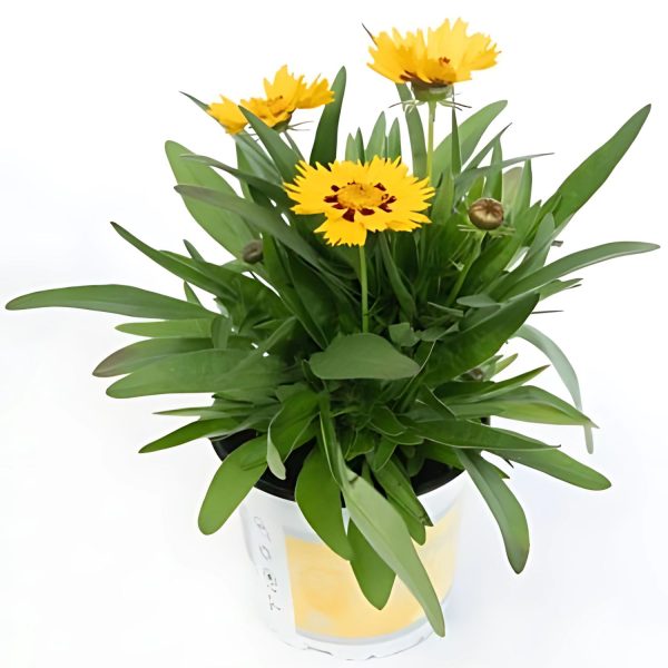COREOPSIS SPP.