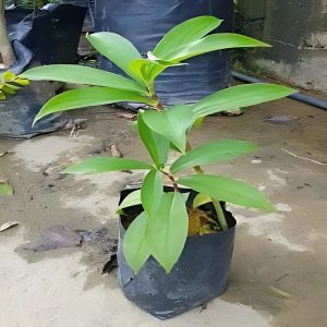 PHP-COSTUS SPECIOSUS