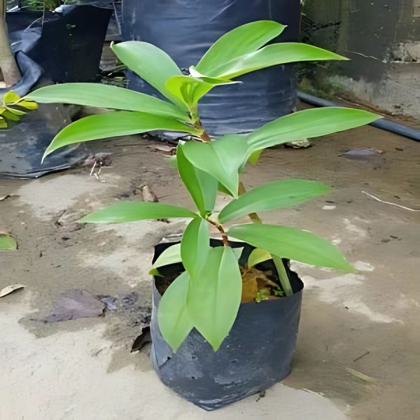 PHP-COSTUS SPECIOSUS