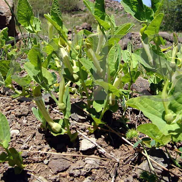ARISTOLOCHIA ELE.