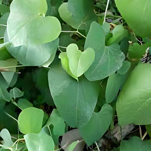 ARISTOLOCHIA ELE. - Image 3