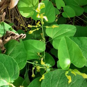 ARISTOLOCHIA ELE.
