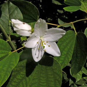BAUHINIA DIPHYLLA
