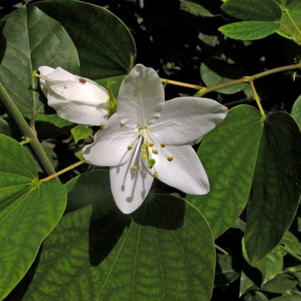 BAUHINIA DIPHYLLA