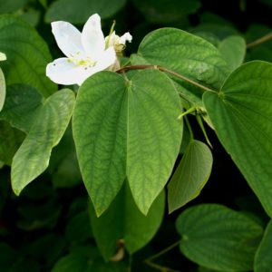 BAUHINIA DIPHYLLA