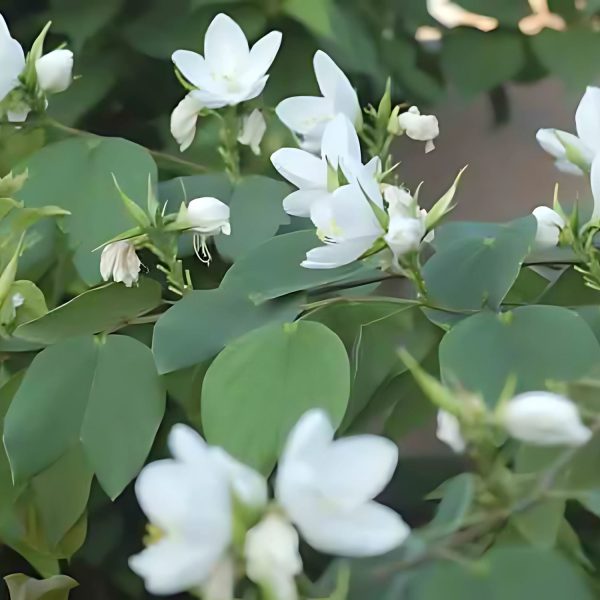 BAUHINIA DIPHYLLA - Image 3