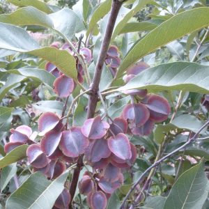 COMBRETUM DECANDRUM