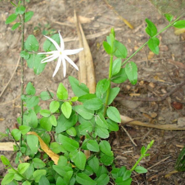 JASMINUM SESSILIFLORUM - Image 4