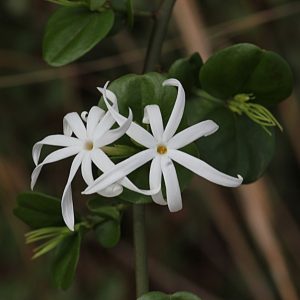 JASMINUM SESSILIFLORUM