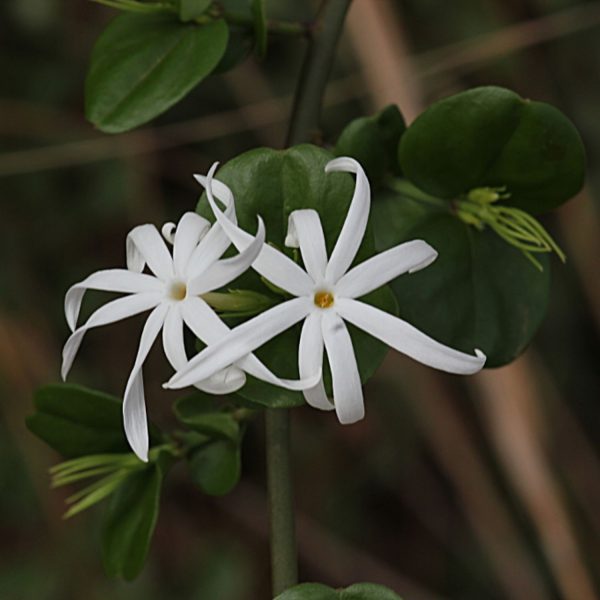 JASMINUM SESSILIFLORUM