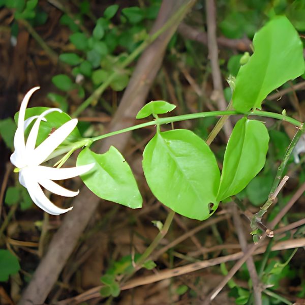 JASMINUM SESSILIFLORUM - Image 3