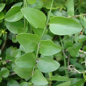 JASMINUM SESSILIFLORUM