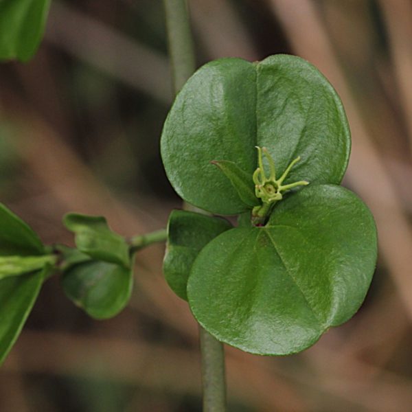JASMINUM SESSILIFLORUM - Image 5
