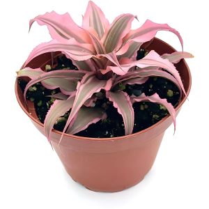 HP-CRYPTANTHUS B. PINK STARLITE
