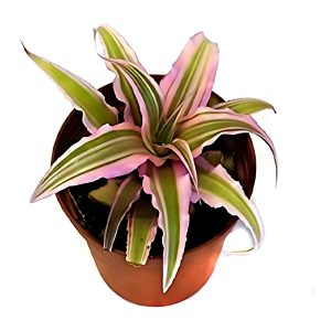 HP-CRYPTANTHUS B. PINK STARLITE