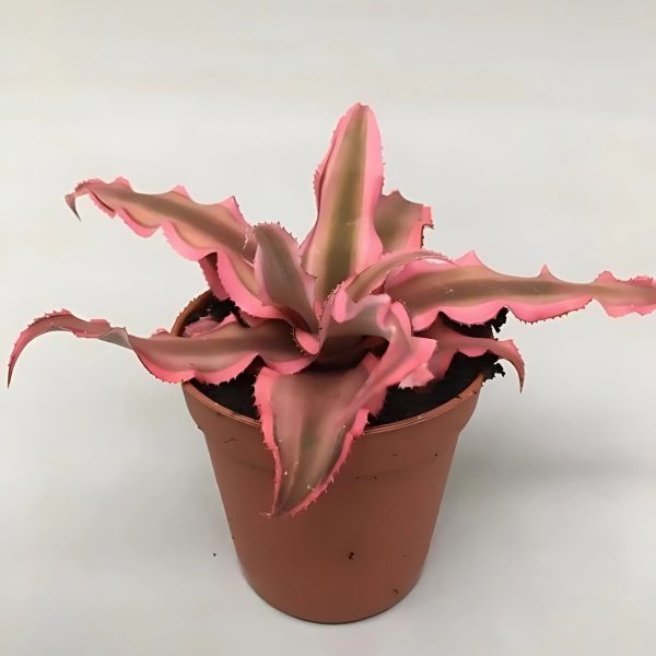 HP-CRYPTANTHUS B. PINK STARLITE - Image 3