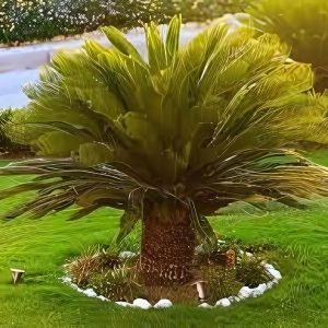 PHP-CYCAS REVOLUTA