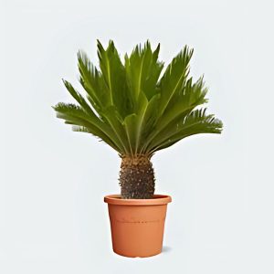 CYCAS REVOLUTA