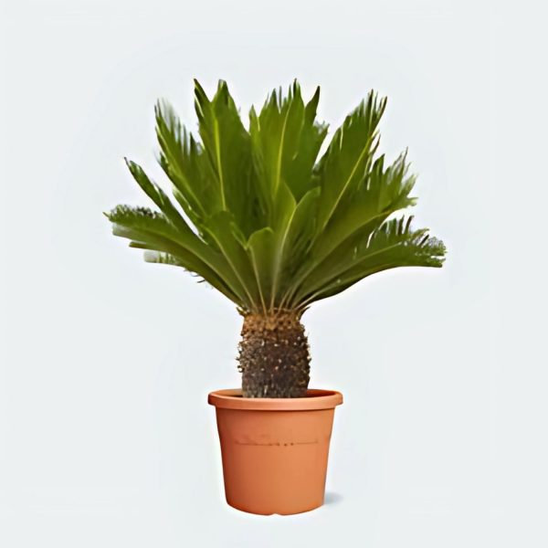 CYCAS REVOLUTA