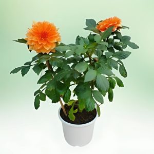 DAHLIA SPP.
