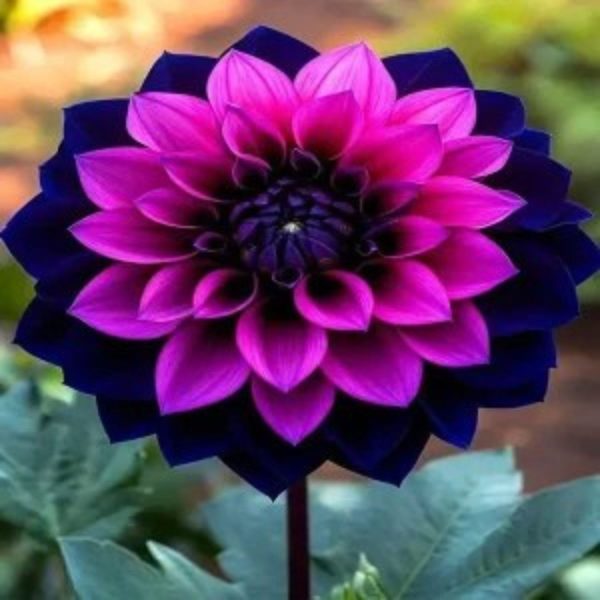 DAHLIA SPP. - Image 4