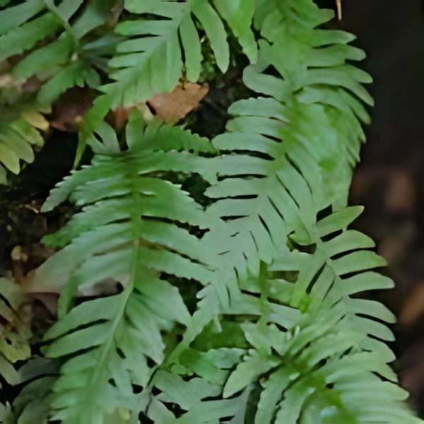 PHP-DAVALLIA SPECIES - Image 3