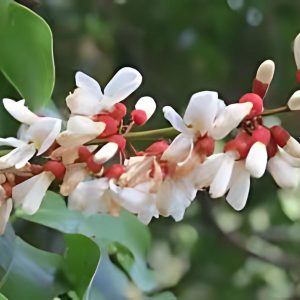 DERRIS SCANDENS