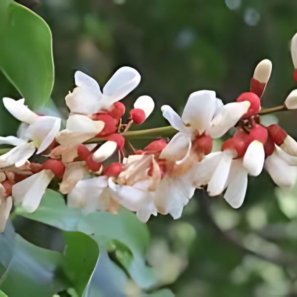 DERRIS SCANDENS
