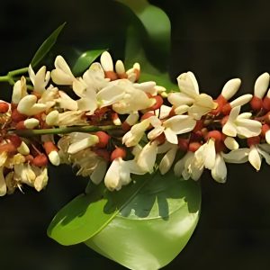 DERRIS SCANDENS