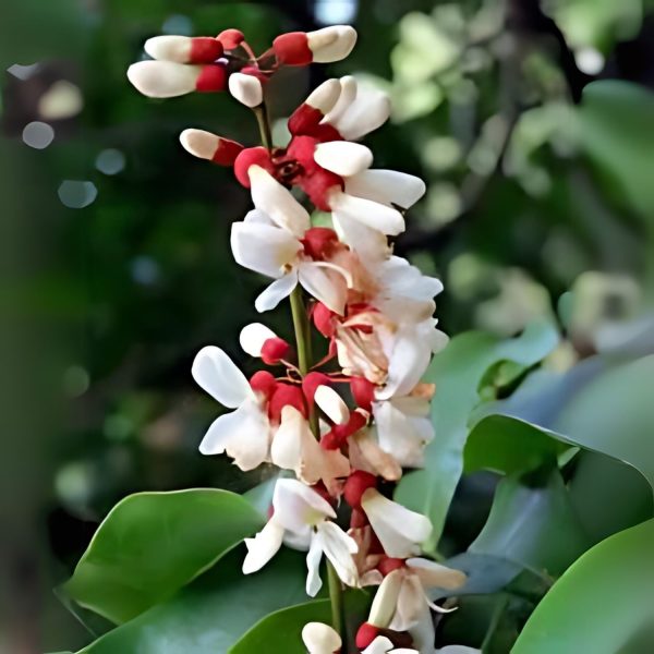 DERRIS SCANDENS - Image 3