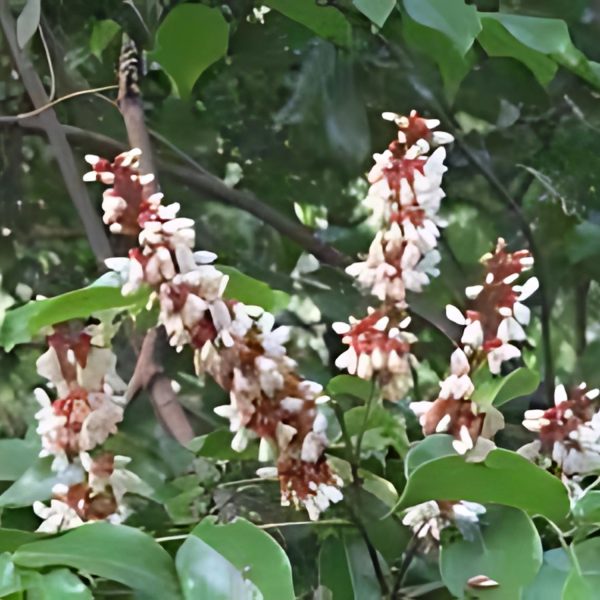 DERRIS SCANDENS - Image 4