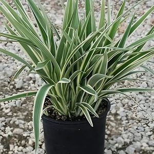 HP-DIANELLA TASMANICA