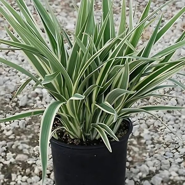 PHP-DIANELLA TASMANICA - Image 3
