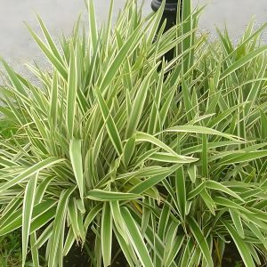 PHP-DIANELLA TASMANICA