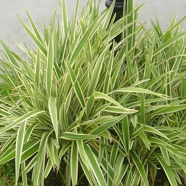 PHP-DIANELLA TASMANICA - Image 2