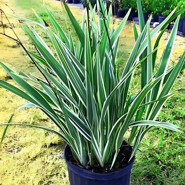 PHP-DIANELLA TASMANICA