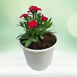 DIANTHUS SPP.