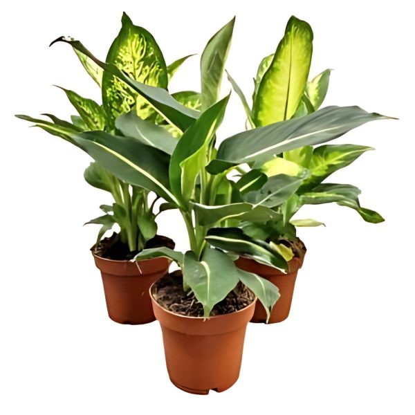 HP-DIEFFENBECHIA EXOTICA