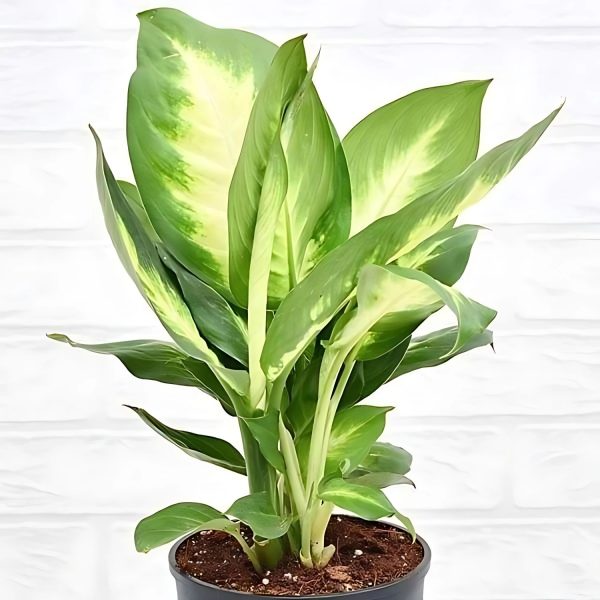 HP-DIEFFENBECHIA EXOTICA - Image 3