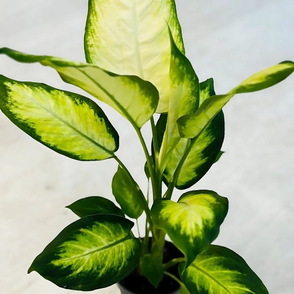HP-DIEFFENBECHIA EXOTICA - Image 4
