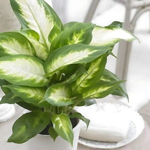 HP-DIEFFENBECHIA EXOTICA - Image 5