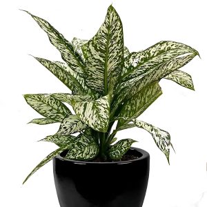PHP-DIEFFENBACHIA G.PEACOCK