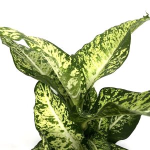 PHP-DIEFFENBACHIA G.PEACOCK