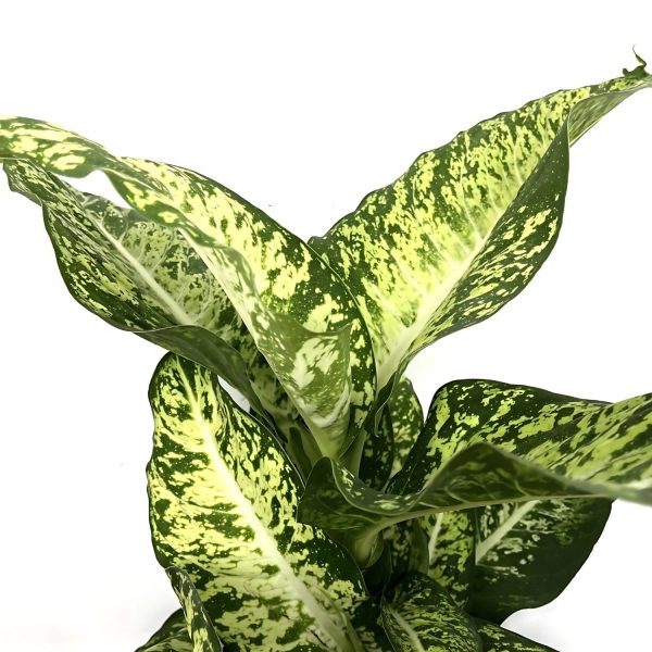 PHP-DIEFFENBACHIA G.PEACOCK - Image 2