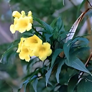 DOXANTHA UN.CATI