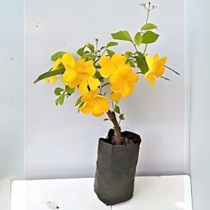 DOXANTHA UN.CATI