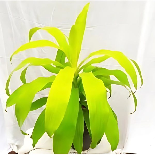 HP-DRACAENA DER. RO. GOLD - Image 5