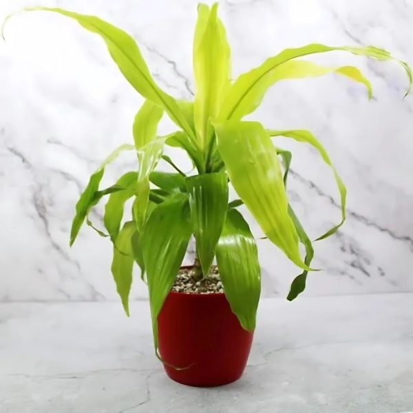 PHP-DRACAENA DER. RO. GOLD